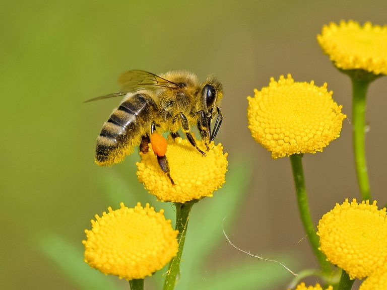 Energie solaire renouvelable et biodiversité